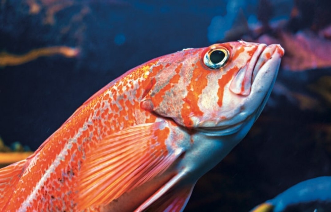 ΥΠΕΡΘΕΡΜΑΝΣΗ ΤΗΣ ΜΕΣΟΓΕΙΟΥ & ΨΑΡΟΦΑΓΙΑ